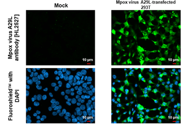 Anti-Mpox virus A29L antibody [HL2527] used in Immunocytochemistry/ Immunofluorescence (ICC/IF). GTX638888